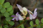 Englemann's milkvetch